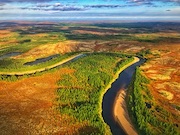 «Роснефть» восстанавливает леса Сибири