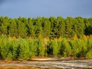«Самотлорнефтегаз» высадил сосновый бор на площади 60 гектаров