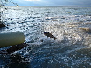 Ростовская АЭС в 2025 году выпустила в водоём-охладитель более 8 тонн рыб-биомелиораторов