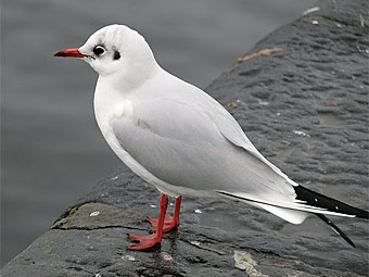 Защитники животных рассказали о самых глупых звонках на горячую линию