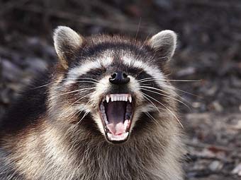 Бешеные еноты атакуют