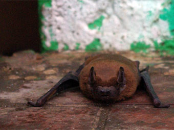 В Одессе летучие мыши выпали в осадок