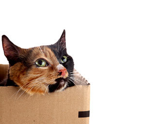 Флориду признали самым странным американским штатом