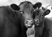 Кошмарный сон Матроскина: торф вместо молока