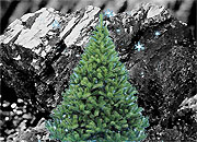 На Калтанском разрезе установили елку