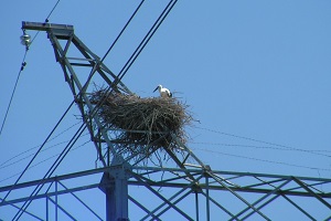 ФСК ЕЭС и Всемирный фонд природы WWF продолжат сотрудничество в 2015 году