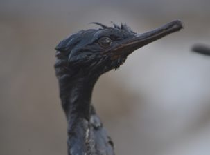 На Сахалине спасают птиц  после разлива нефти