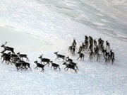 Экологические проекты красноярских ученых получили грантовую поддержку «Восточно-Сибирской нефтегазовой компании»