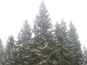 В Истринском районе Подмосковья организована площадка для вырубки кремлевской ели