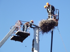 ДТЭК устанавливает безопасные опоры с гнездами для аистов в Донецкой области