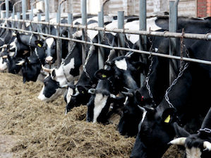 «Пермэнерго» выдало 500 кВт мощности перспективному аграрному проекту в Юсьвинском муниципальном округе