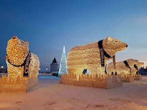 Белые медведи СУЭНКО снова появились в Тюмени и Тобольске