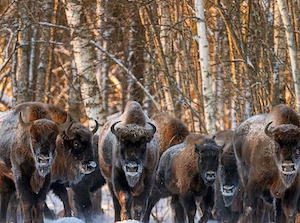 «Транснефть-Верхняя Волга» помогает расселять зубров