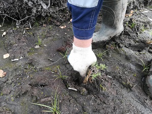 В 2021 году Сахалинэнерго высадило более 120 тысяч деревьев