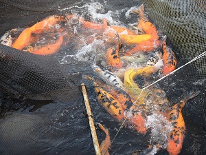 Рыбное хозяйство Белоярской АЭС планирует удвоить объем производства