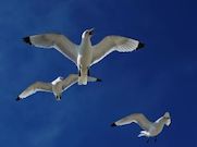 «Роснефть» запустила онлайн-курс лекций о морских птицах Арктики