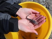 «РН-Юганскнефтегаз» выпустил в реки Югры более 1,3 млн мальков рыб ценных пород