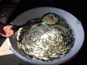 «Газпром инвест» выпустил в водоемы России 4,6 млн мальков редких и ценных видов рыб