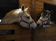 «Ленатомэнергоремонт» помог приюту для животных в Сосновом Бору
