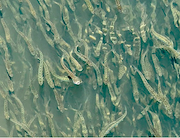 РусГидро в 2025 году выпустило в реки России более 7,5 млн мальков ценных пород рыб